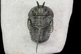 Bargain, Devil Horned Cyphaspis Trilobite #74151-6